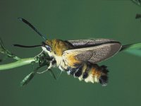 Hemaris tityus, Narrow-bordered Bee Hawk-moth