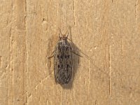 Hofmannophila pseudospretella, Brown House Moth