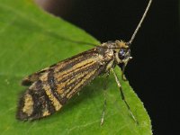 Nemophora ochsenheimerella