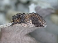 Notodonta tritophus