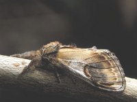 Notodonta ziczac, Pebble Prominent