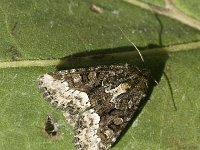 Oligia strigilis, Marbled Minor