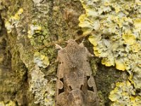 Orthosia gothica, Hebrew Character