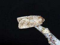 Orthosia gracilis