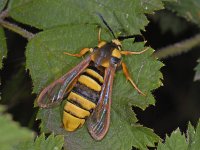 Sesia apiformis, Hornet Clearwing