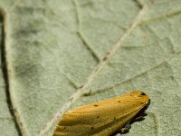Setina irrorella, Dew Moth