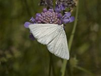 Siona lineata, Black-veined Moth