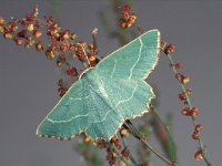 Thalera fimbrialis, Sussex Emerald