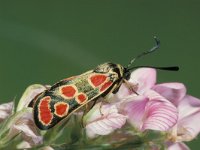 Zygaena carneolica, Burnet Moth