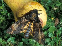 Acherontia atropos 10, Doodshoofdvlinder, Saxifraga-Frits Bink