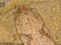 Acleris notana-ferrugana 3, Saxifraga-Ab H Baas