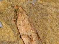 Acleris notana-ferrugana 4, Saxifraga-Ab H Baas