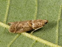 Acrobasis consociella