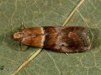 Acrobasis repandana