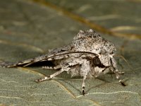 Acronicta aceris 13, Bont schaapje, Saxifraga-Ab H Baas