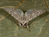 Acronicta aceris 16, Bont schaapje, Saxifraga-Ab H Baas