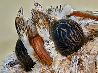 Acronicta aceris 17, Bont schaapje, Saxifraga-Ab H Baas