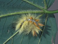 Acronicta aceris 2, Bont schaapje, caterpillar, Saxifraga-Frits Bink