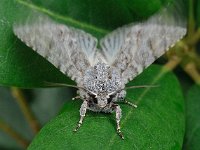 Acronicta aceris 4, Bont schaapje, Saxifraga-Ab H Baas