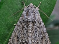 Acronicta aceris 5, Bont schaapje, Saxifraga-Ab H Baas