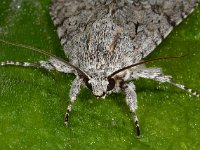 Acronicta aceris 6, Bont schaapje, Saxifraga-Ab H Baas