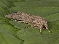 Acronicta aceris 8, Bont schaapje, Saxifraga-Ab H Baas