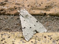 Acronicta leporina 04, Schaapje, AHB  Acronicta leporina, Schaapje Hardenberg op 13 mei 2018 Validatie Zie https://waarneming.nl/foto/view/16740142