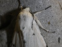 Acronicta leporina 9, Schaapje, Saxifraga-Rutger Barendse