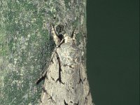 Acronicta psi 5, Psi-uil, Saxifraga-Frits Bink