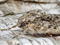 Acronicta rumicis 01 D5100  Acronicta rumicis Diffelen op 11 augustus 2013 : Naar Naturalis in 2013, Naar vlindernet in 2013