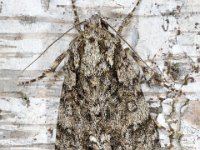 Acronicta rumicis 01 D5096  Acronicta rumicis Diffelen op 11 augustus 2013 : Naar Naturalis in 2013, Naar vlindernet in 2013