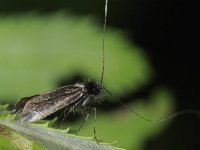 Adela reaumurella 3, Smaragdlangsprietmot, male, Saxifraga-Ab H Baas