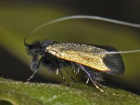 Adela reaumurella #47083 : Adela reaumurella, smaragdlangsprietmot