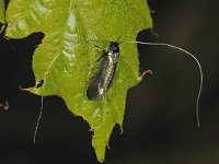 Adela reaumurella #47085 : Adela reaumurella, smaragdlangsprietmot