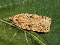 Agonopterix arenella