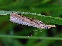 Agriphila straminella 8, Blauwooggrasmot, Saxifraga-Ab H Baas