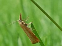 Agriphila straminella 9, Blauwooggrasmot, Saxifraga-Ab H Baas