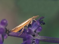 Agriphila tristella 1, Variabele grasmot, Saxifraga-Frits Bink