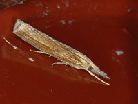 Agriphila tristella 11, Variabele grasmot, Saxifraga-Ab H Baas