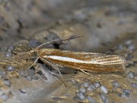 Agriphila tristella 12, Variabele grasmot, Saxifraga-Ab H Baas