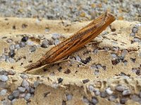 Agriphila tristella 13, Variabele grasmot, Saxifraga-Ab H Baas