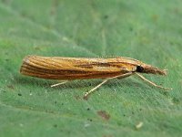 Agriphila tristella 14, Variabele grasmot, Saxifraga-Ab H Baas