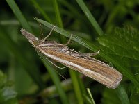 Agriphila tristella  #04206 : Agriphila tristella