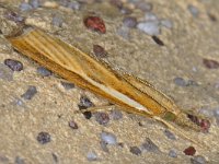 Agriphila tristella 3, Variabele grasmot, Saxifraga-Ab H Baas