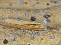 Agriphila tristella 4, Variabele grasmot, Saxifraga-Ab H Baas