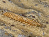 Agriphila tristella 6, Variabele grasmot, Saxifraga-Ab H Baas