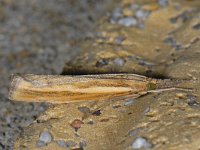 Agriphila tristella 7, Variabele grasmot, Saxifraga-Ab H Baas