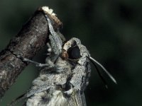 Agrius convolvuli 5, Windepijlstaart, Vlinderstichting-Nely Honig