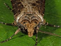 Agrotis clavis 2, Geoogde worteluil, Saxifraga-Ab H Baas