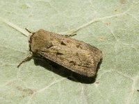 Agrotis exclamationis 3, Gewone worteluil, Saxifraga-Marijke Verhagen